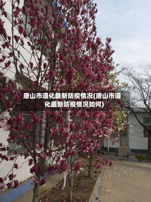 唐山市遵化最新防疫情况(唐山市遵化最新防疫情况如何)