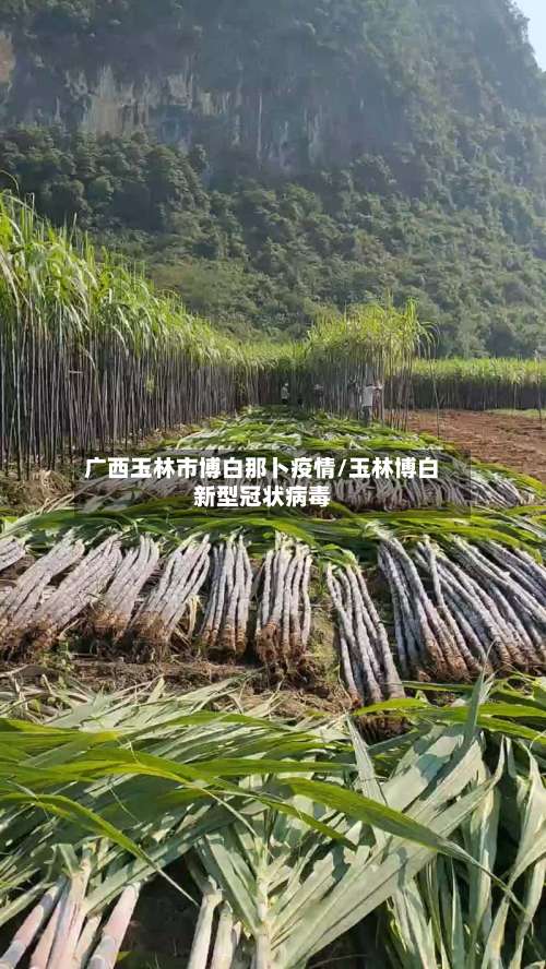 广西玉林市博白那卜疫情/玉林博白新型冠状病毒