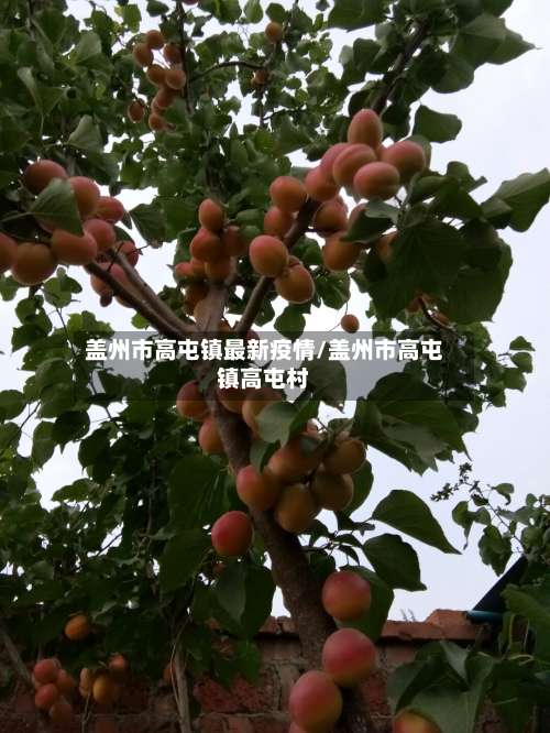 盖州市高屯镇最新疫情/盖州市高屯镇高屯村-第2张图片