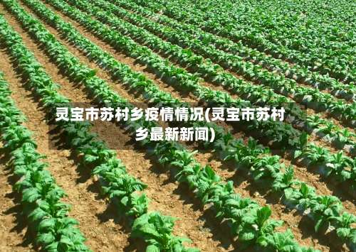 灵宝市苏村乡疫情情况(灵宝市苏村乡最新新闻)