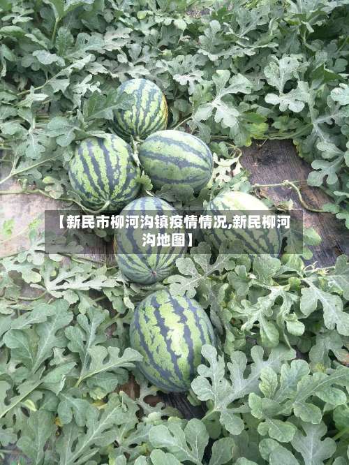 【新民市柳河沟镇疫情情况,新民柳河沟地图】