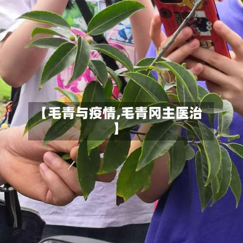 【毛青与疫情,毛青冈主医治】-第2张图片