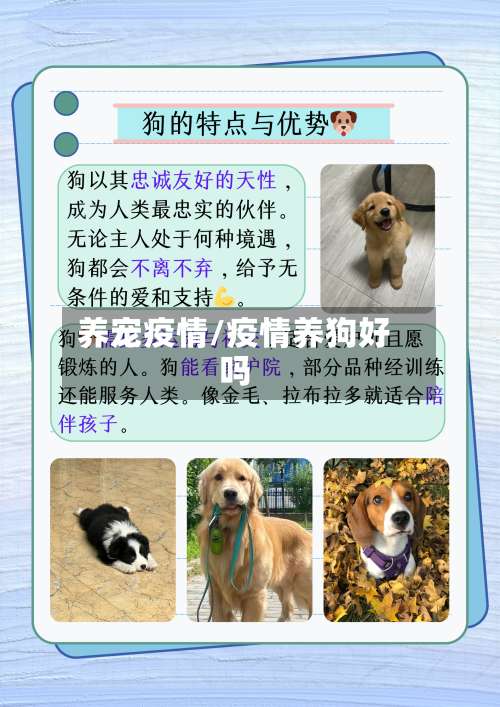 养宠疫情/疫情养狗好吗-第3张图片