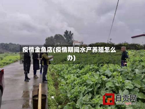 疫情金鱼店(疫情期间水产养殖怎么办)
