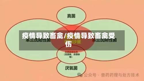 疫情导致畜禽/疫情导致畜禽受伤