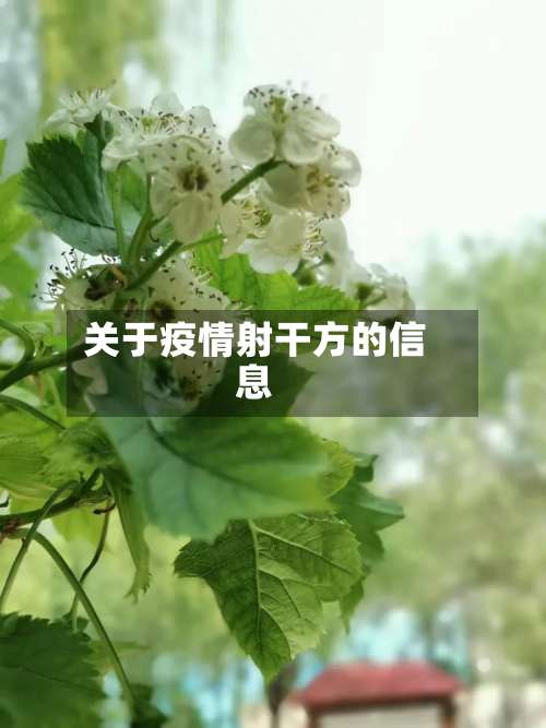 关于疫情射干方的信息-第2张图片