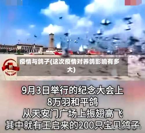 疫情与鸽子(这次疫情对养鸽影响有多大)-第2张图片