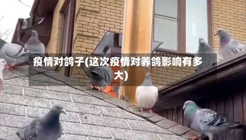 疫情对鸽子(这次疫情对养鸽影响有多大)-第2张图片