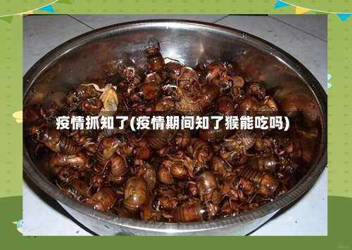 疫情抓知了(疫情期间知了猴能吃吗)-第2张图片