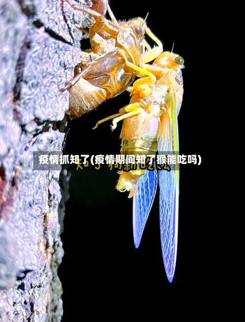 疫情抓知了(疫情期间知了猴能吃吗)-第3张图片