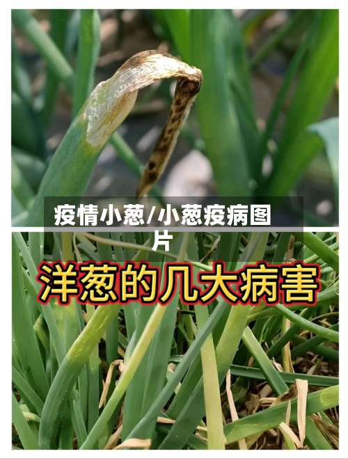 疫情小葱/小葱疫病图片-第2张图片