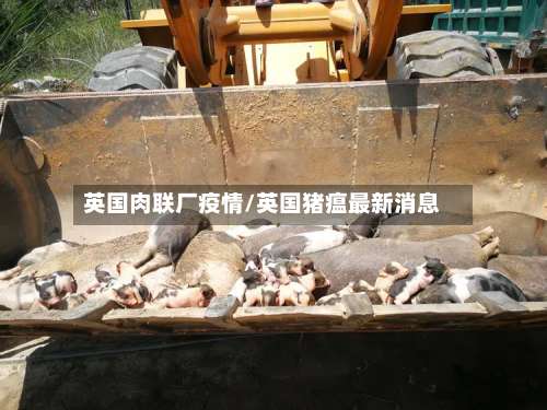 英国肉联厂疫情/英国猪瘟最新消息-第2张图片