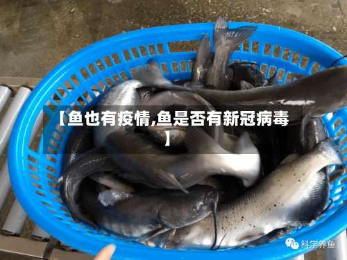 【鱼也有疫情,鱼是否有新冠病毒】