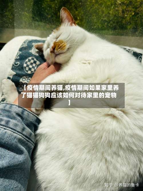 【疫情期间养猫,疫情期间如果家里养了猫猫狗狗应该如何对待家里的宠物】-第2张图片