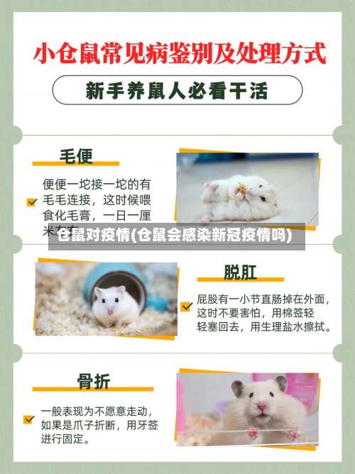 仓鼠对疫情(仓鼠会感染新冠疫情吗)-第3张图片