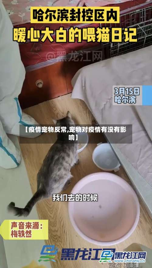 【疫情宠物反常,宠物对疫情有没有影响】-第2张图片