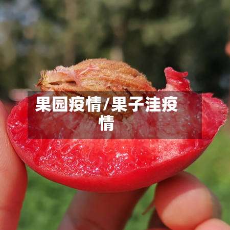 果园疫情/果子洼疫情