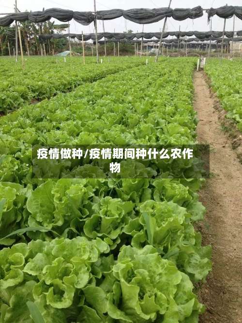 疫情做种/疫情期间种什么农作物-第3张图片