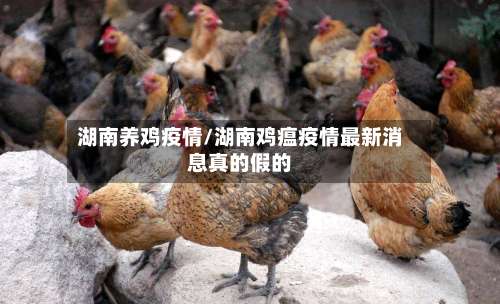 湖南养鸡疫情/湖南鸡瘟疫情最新消息真的假的-第2张图片