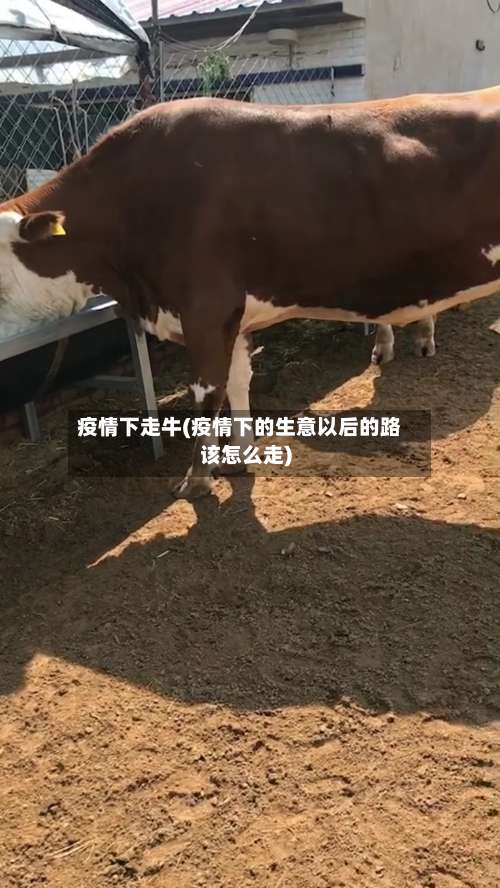 疫情下走牛(疫情下的生意以后的路该怎么走)