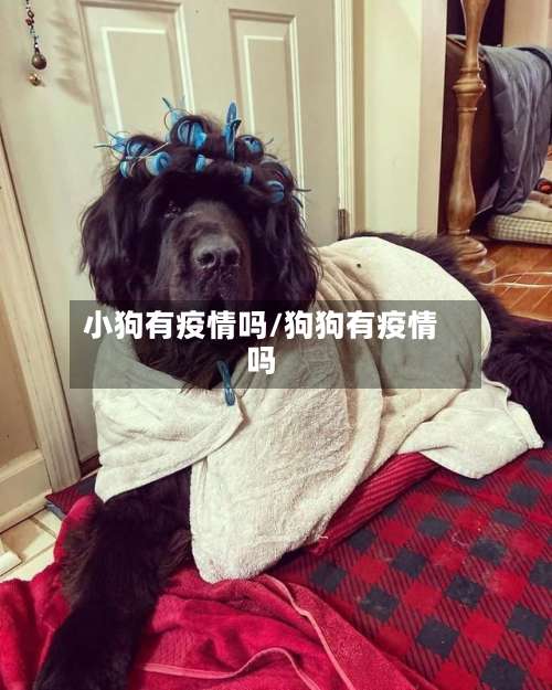 小狗有疫情吗/狗狗有疫情吗