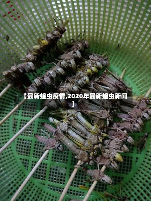 【最新蝗虫疫情,2020年最新蝗虫新闻】