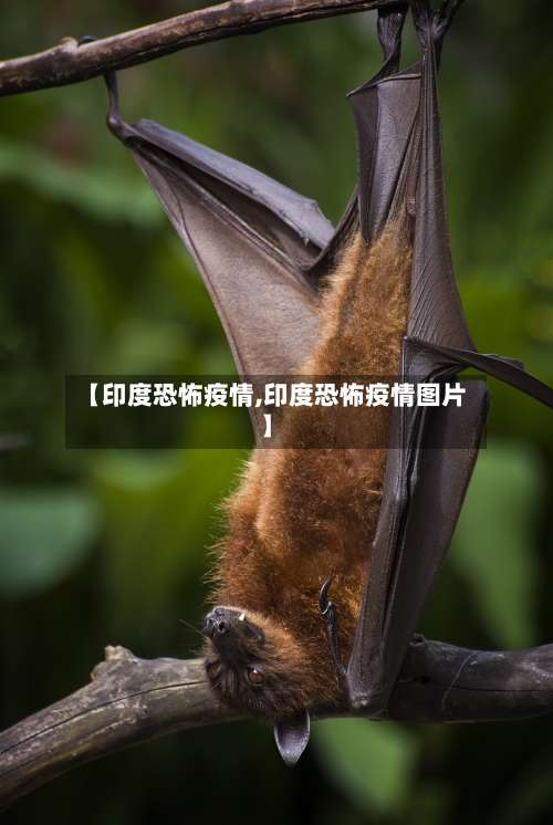 【印度恐怖疫情,印度恐怖疫情图片】-第2张图片