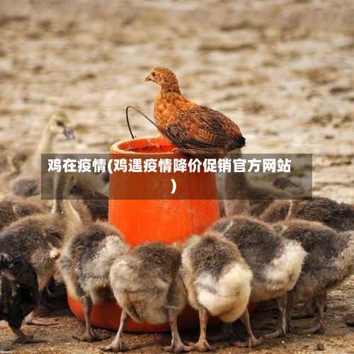 鸡在疫情(鸡遇疫情降价促销官方网站)-第3张图片