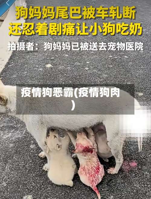 疫情狗恶霸(疫情狗肉)-第3张图片