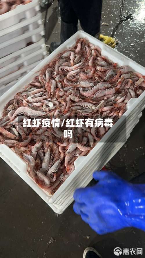 红虾疫情/红虾有病毒吗-第2张图片