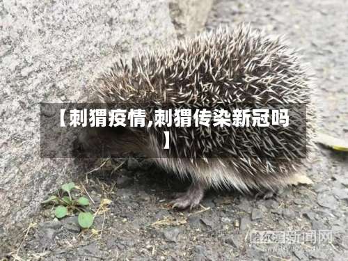 【刺猬疫情,刺猬传染新冠吗】-第3张图片