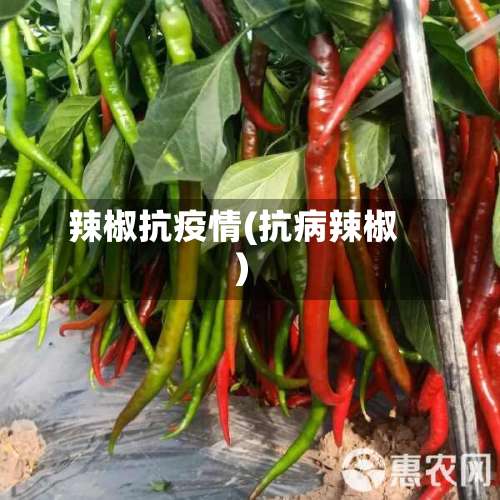 辣椒抗疫情(抗病辣椒)-第2张图片