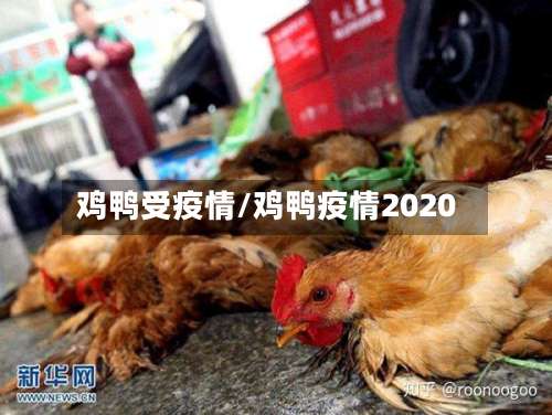 鸡鸭受疫情/鸡鸭疫情2020