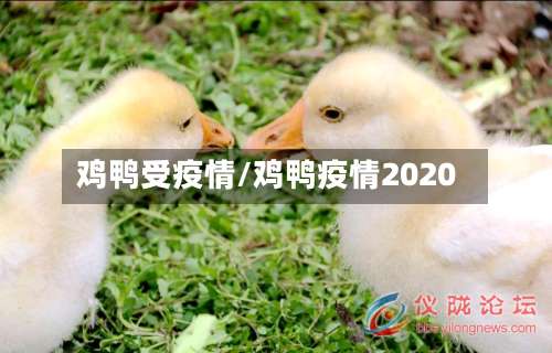 鸡鸭受疫情/鸡鸭疫情2020-第3张图片