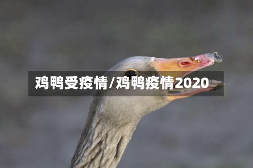 鸡鸭受疫情/鸡鸭疫情2020-第2张图片