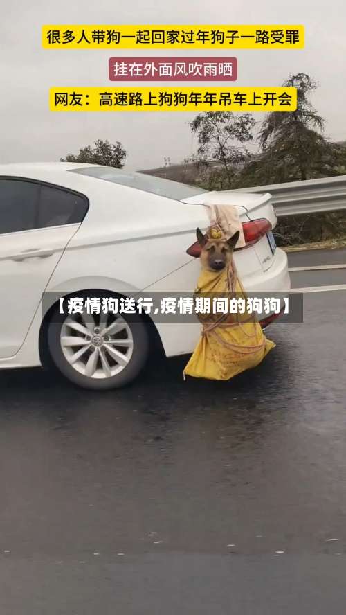 【疫情狗送行,疫情期间的狗狗】