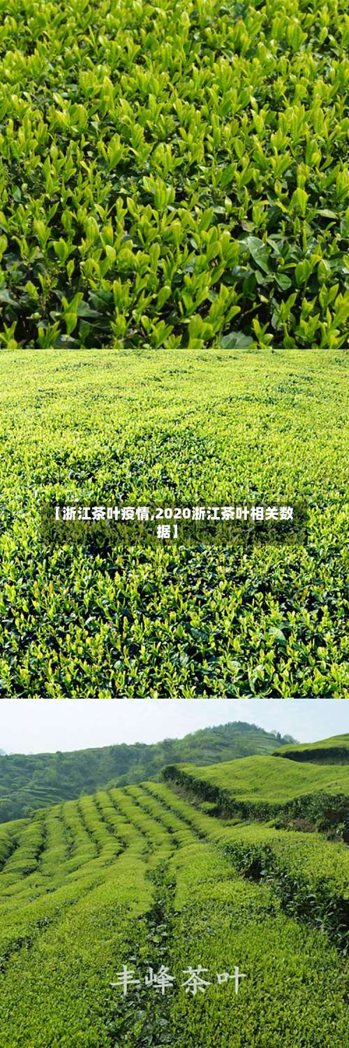 【浙江茶叶疫情,2020浙江茶叶相关数据】-第3张图片