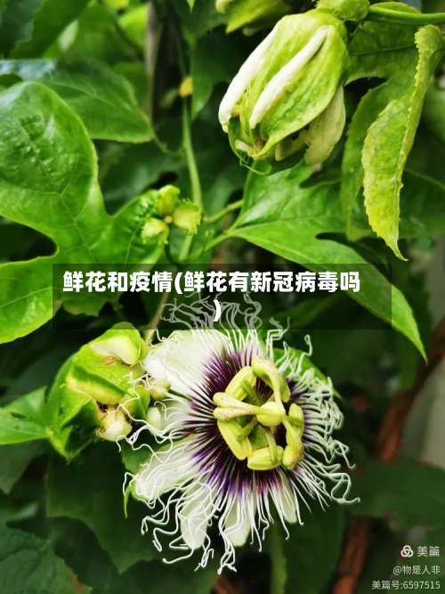 鲜花和疫情(鲜花有新冠病毒吗)-第2张图片