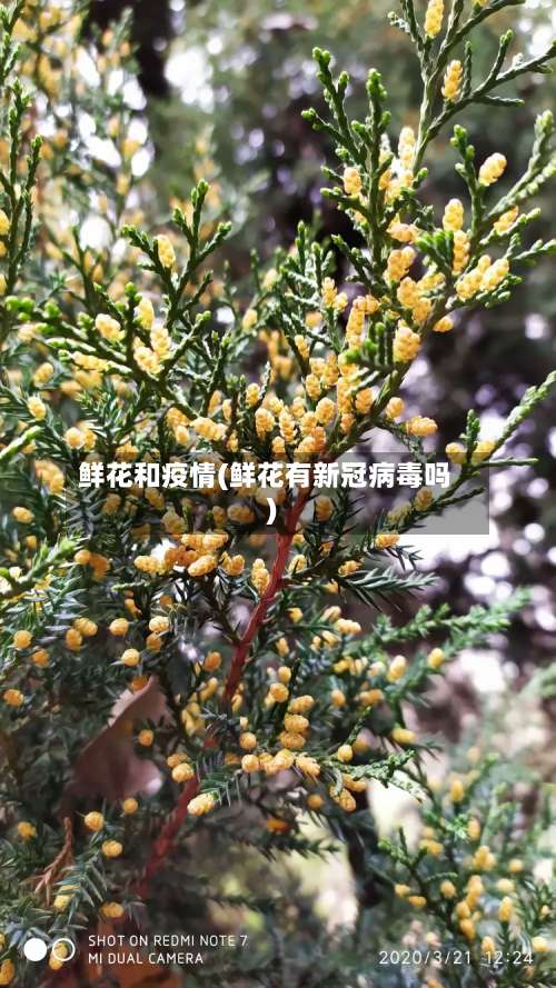 鲜花和疫情(鲜花有新冠病毒吗)