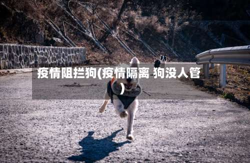 疫情阻拦狗(疫情隔离 狗没人管)