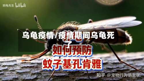 乌龟疫情/疫情期间乌龟死了
