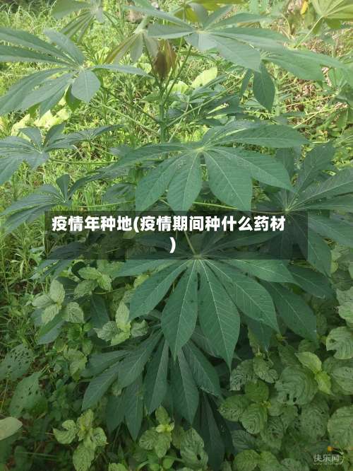 疫情年种地(疫情期间种什么药材)