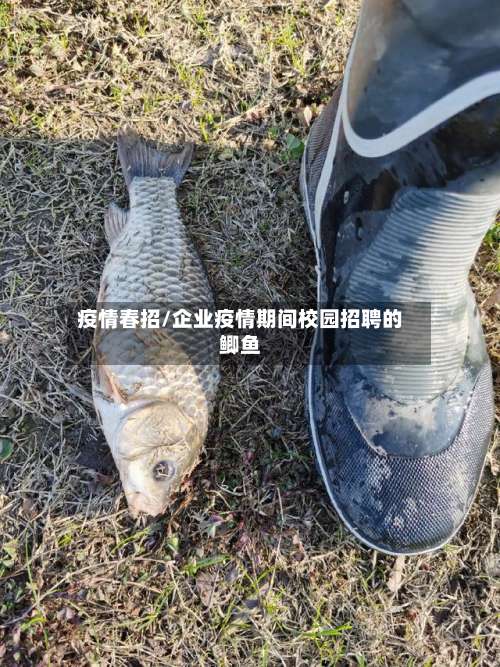 疫情春招/企业疫情期间校园招聘的鲫鱼