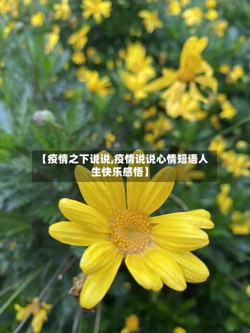 【疫情之下说说,疫情说说心情短语人生快乐感悟】-第2张图片